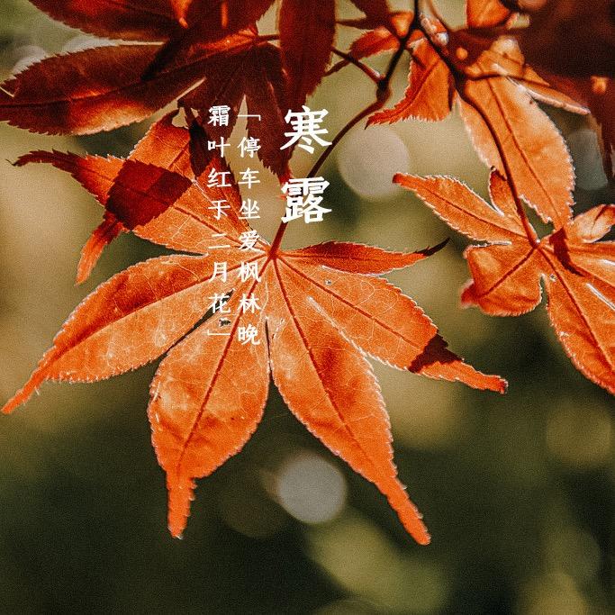 寒露时节，用诗意情话温暖TA的心？