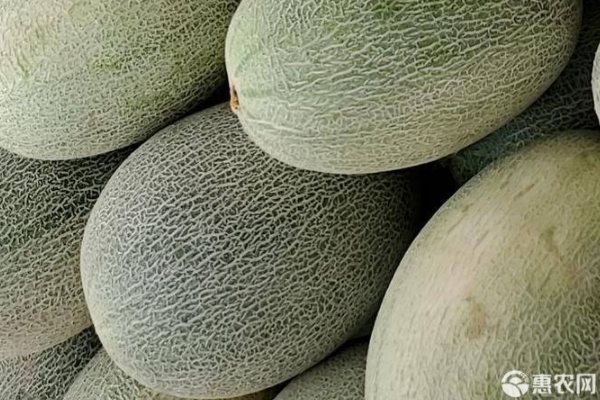 夏日甘甜—吃哈密瓜日记