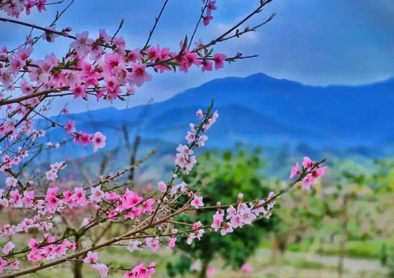 春风十里,不如你如桃花般绽放! 春风十里,不如你如桃花般绽放!