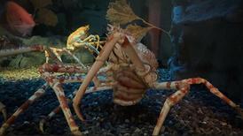 晨光下的猫咪探秘？