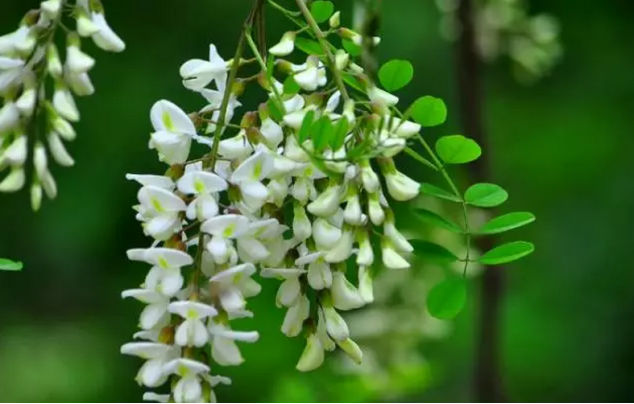 槐花开了，春天来了…