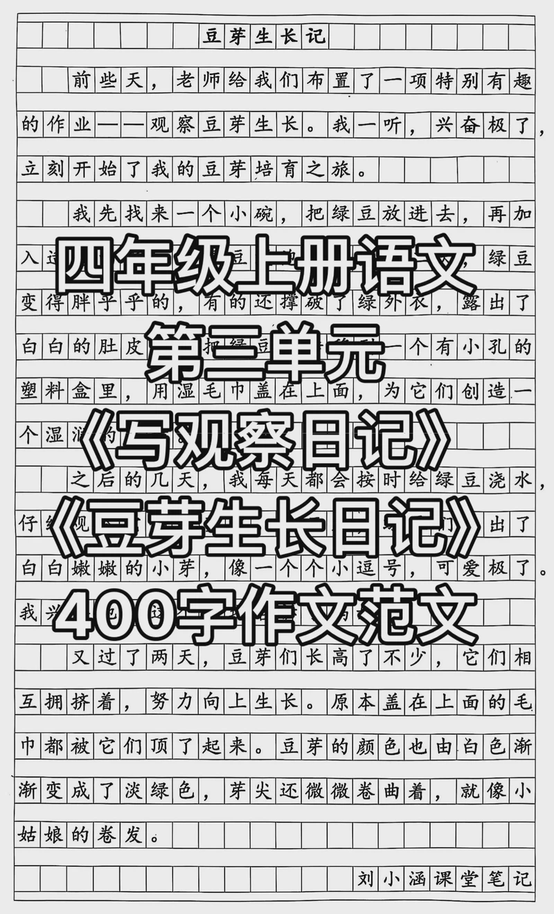 豆芽成长记