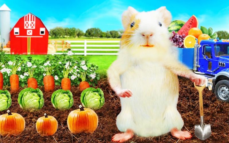 今天我领养了只小仓鼠，它的名字叫“小馒头”…