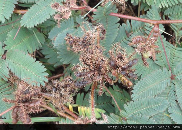 含羞草日记丨与自然的微妙互动