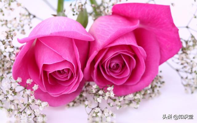 520的悄悄话—那些打动人心的情话