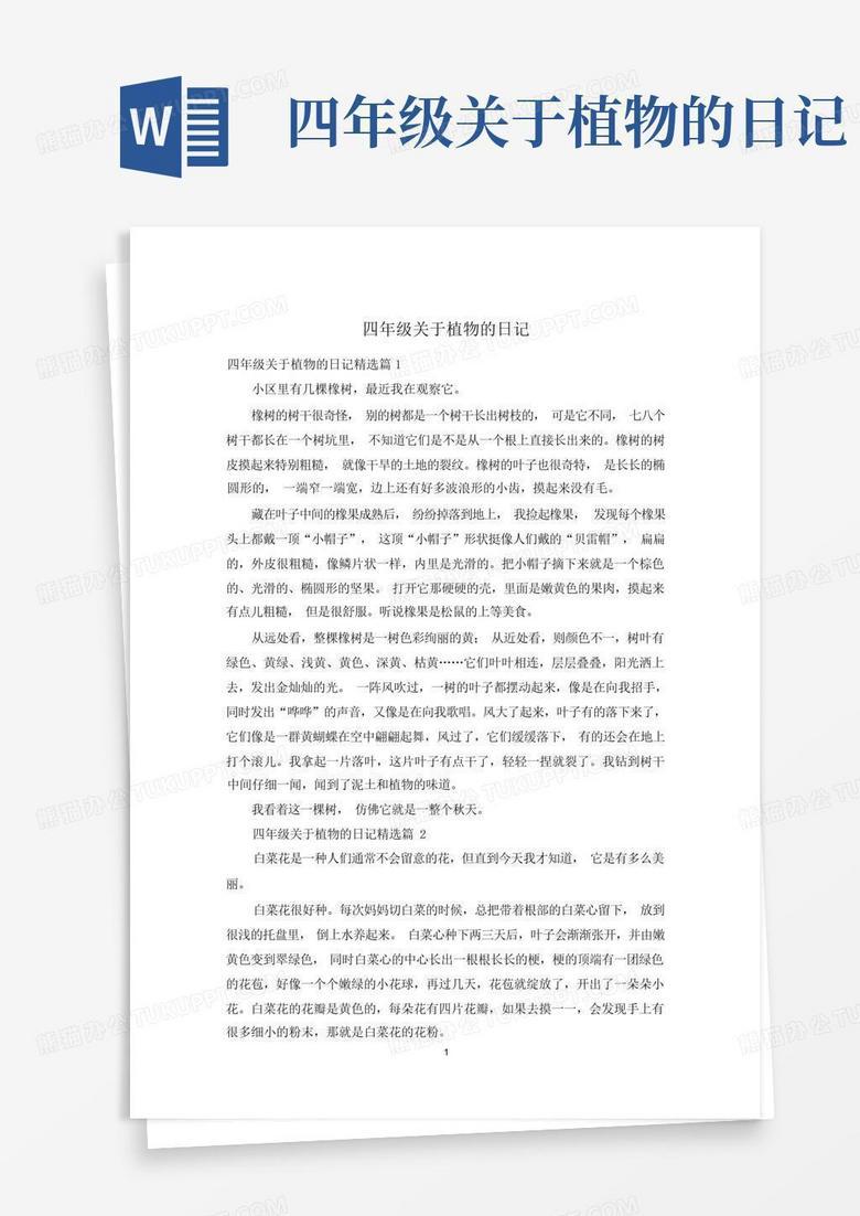 角落里的绿精灵｜我的小薄荷日记