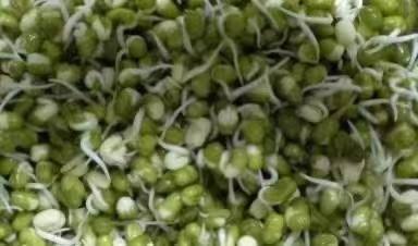 看了一周豆子，我居然泡出了这一盆“翡翠”？