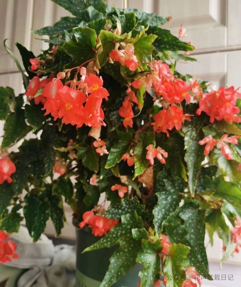 海棠花开的那一天？