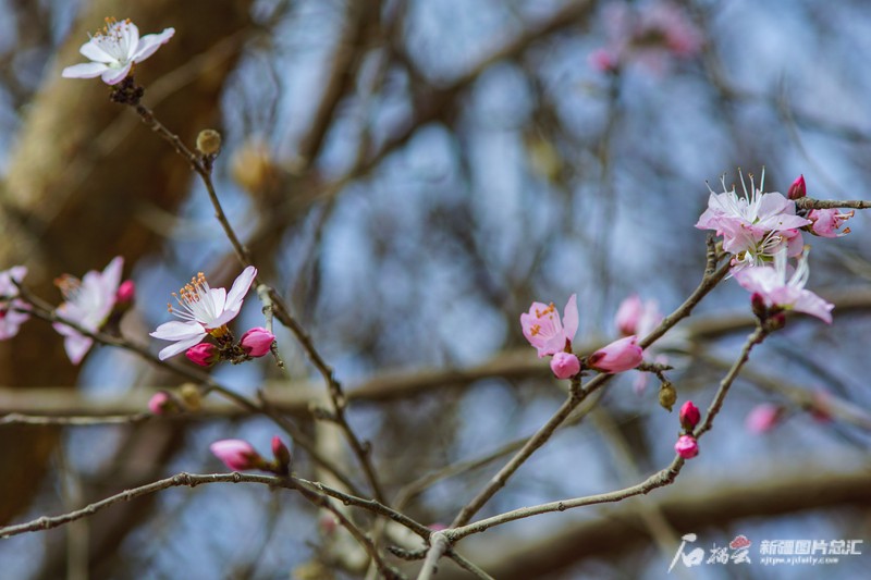 杏花开得有点慌张，像极了不想上班的我？