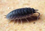 西瓜虫观察日记！