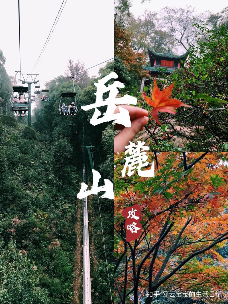 岳麓山的绿意与云海…