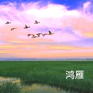 鸿雁歌词情话—用温柔与坚定守护你的心