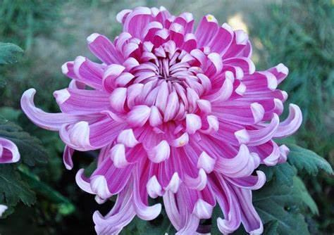 秋风里，母亲的桂花糖？