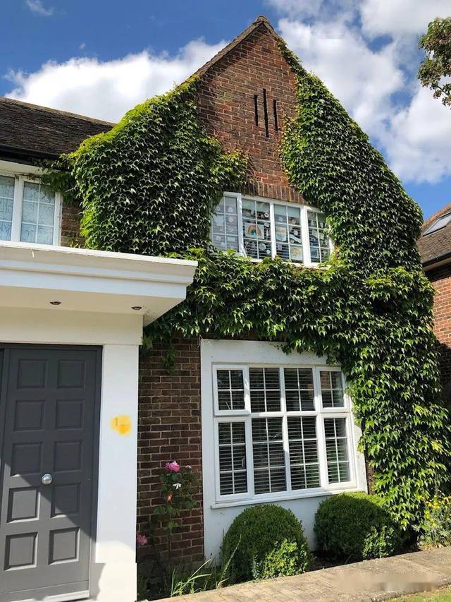 墙角的绿意：我与爬山虎的日常