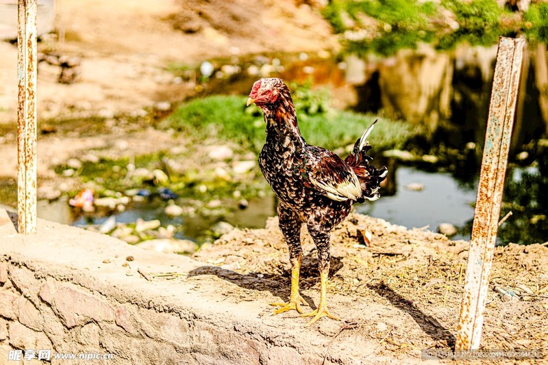 今天我与母鸡的奇妙相遇