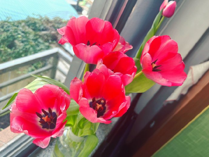 我的郁金香日记！