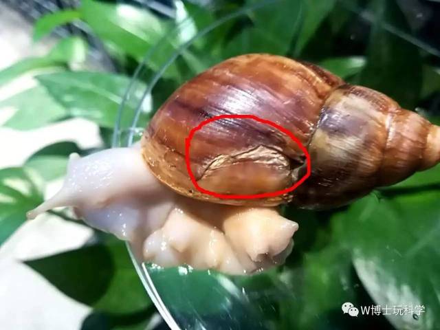 蜗牛的坚持与我的一天! 蜗牛的坚持与我的一天!