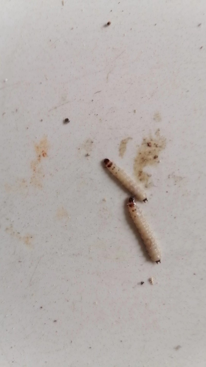 盯着白花花的一碗饭发呆，我居然想出了一堆废话…