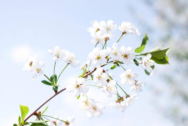 星座与爱的浪漫交织—情感话题的星语情话 星座与爱的浪漫交织—情感话题的星语情话