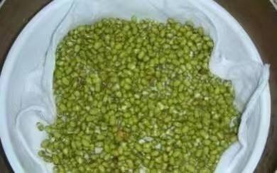 黄豆芽的奇妙生长日记？