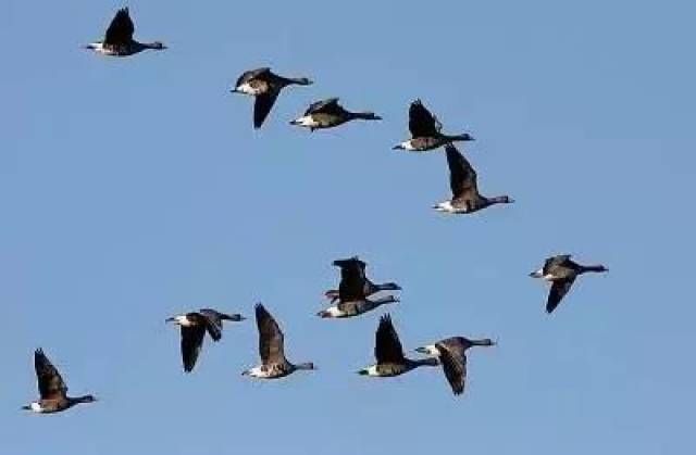 大雁南飞的秋日！