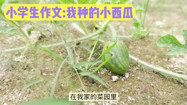 夏日里的甜蜜解暑:—我的西瓜日记 夏日里的甜蜜解暑:—我的西瓜日记