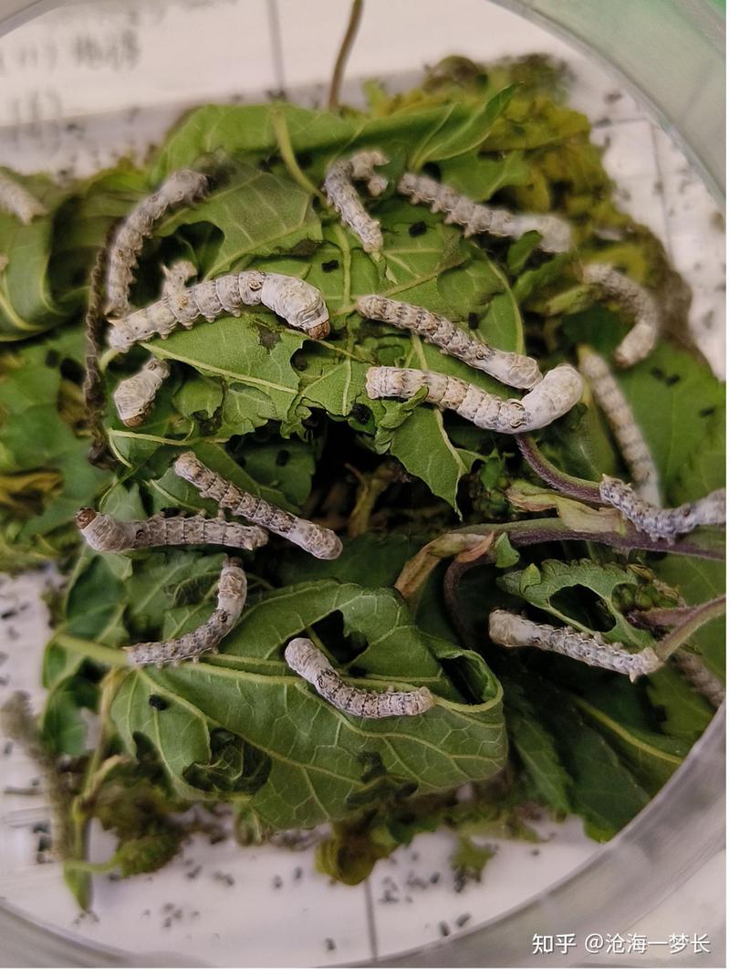 蚕宝宝的第三天丨从透明到吃叶子的奇妙旅程