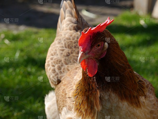 母鸡日记·今天的鸡蛋有点特别