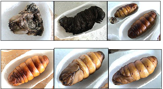 蚕宝宝的七天成长记！