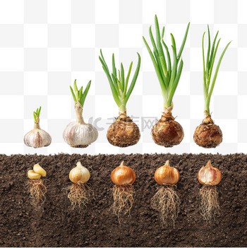 厨房里的小惊喜丨那些发芽的大蒜