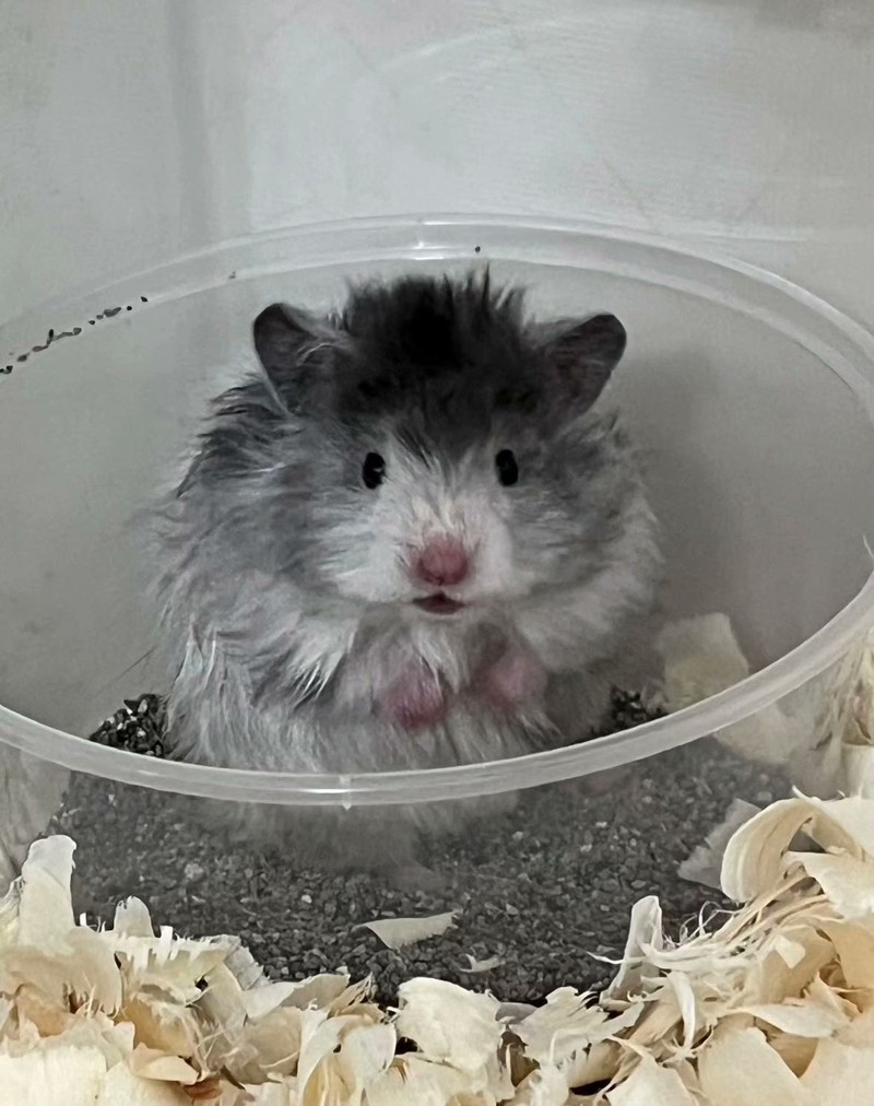 我家的小捣蛋：—小仓鼠的日常