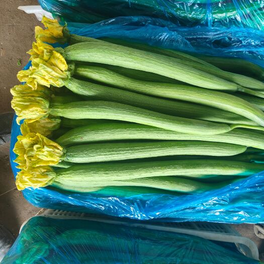 丝瓜，丝瓜，你还好吗？