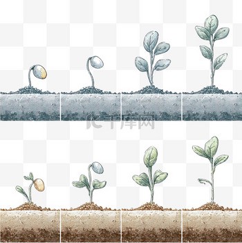 种子的生长过程日记！