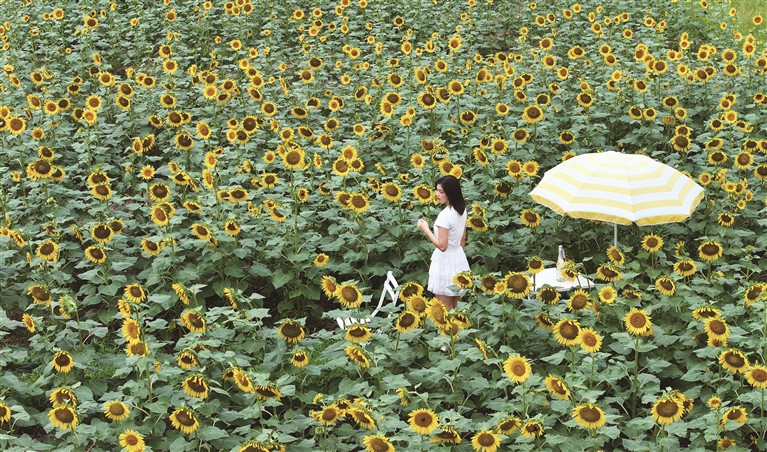 我在花海里遇见了阳光？