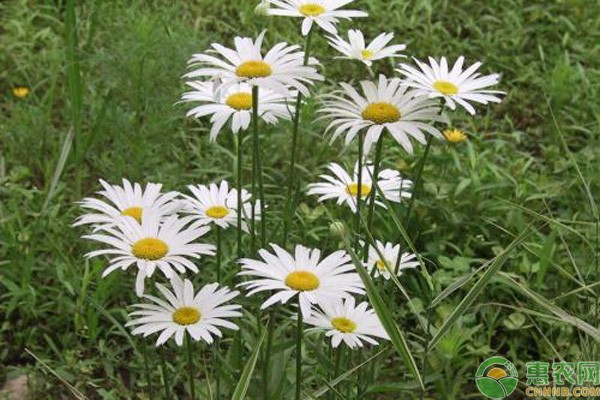 雏菊之语—心间细语，情深似海