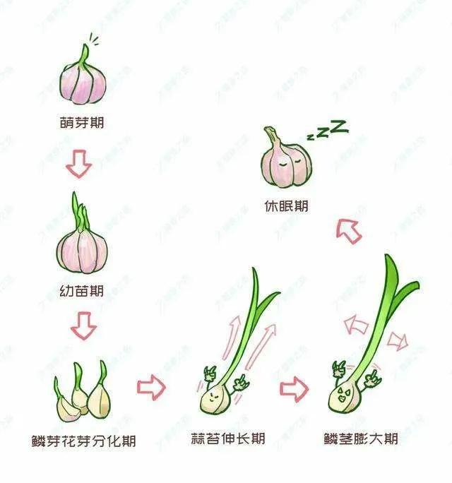 蒜苗的生长日记·从种子到绿意盎然