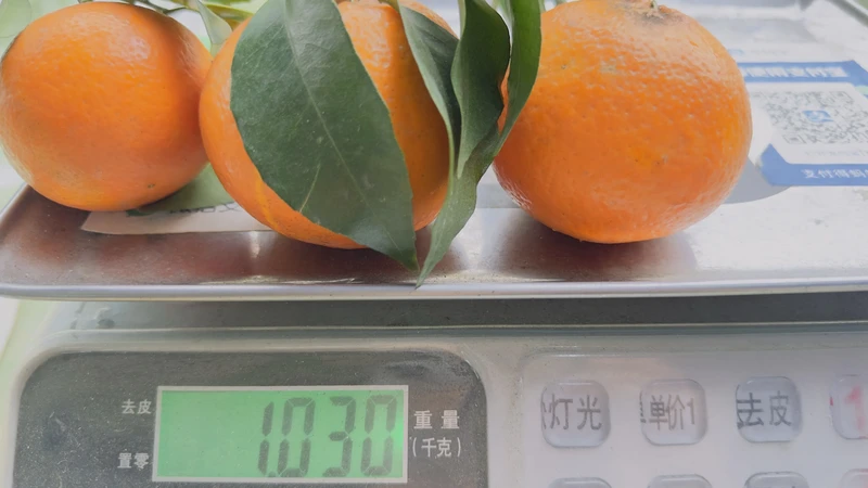 桔子的发现 桔子的发现