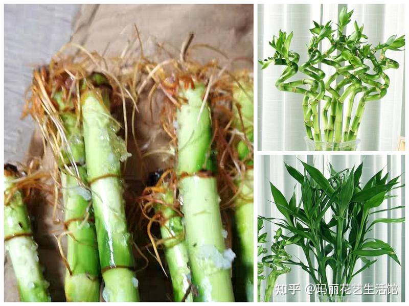 富贵竹的生长日记丨一次静谧的观察