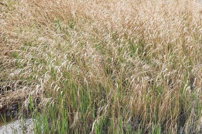 芦苇轻语丨那些藏在风中的深情告白