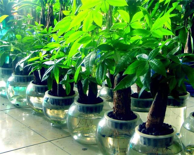 发财树日记｜绿意盎然的小确幸