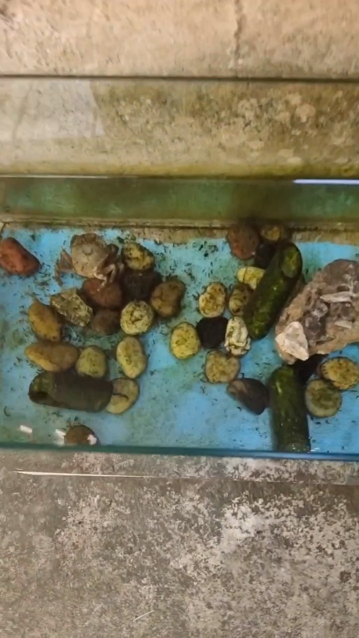 夏日的鱼塘日记|一场意外的探险 夏日的鱼塘日记|一场意外的探险