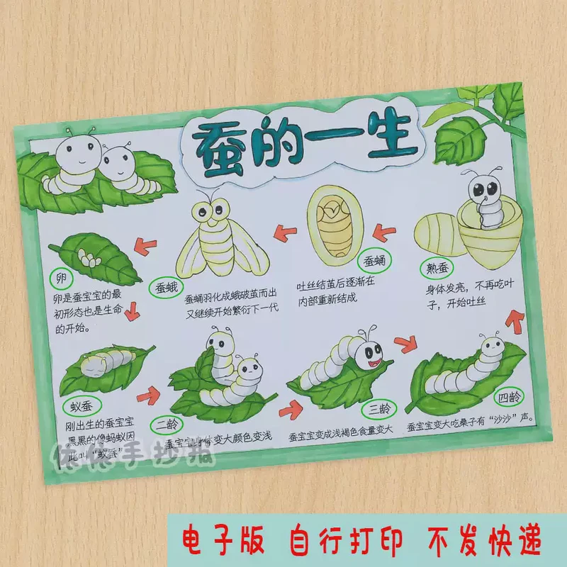 泡蒜的观察日记·从平凡到神奇的转变