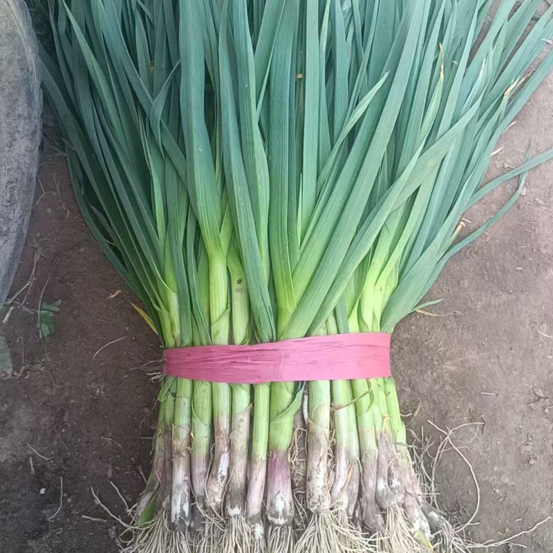 蒜苗日记|四季的守望与成长 蒜苗日记|四季的守望与成长