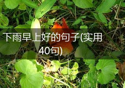 半句情话在雨中绽放…