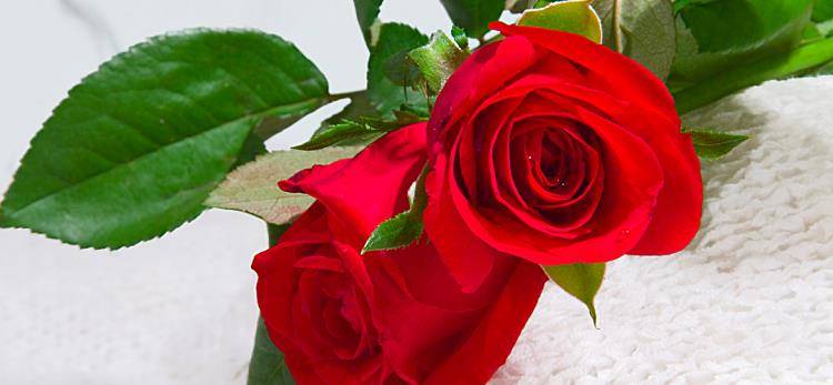 红玫瑰的低语丨情话中的浪漫与暧昧 红玫瑰的低语丨情话中的浪漫与暧昧