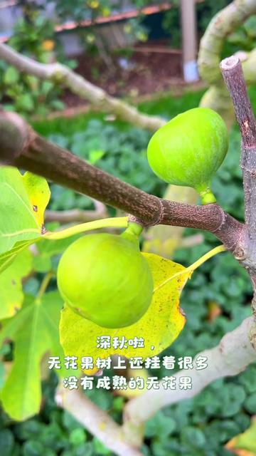 夏日午后,无花果的甜蜜时光… 夏日午后,无花果的甜蜜时光…