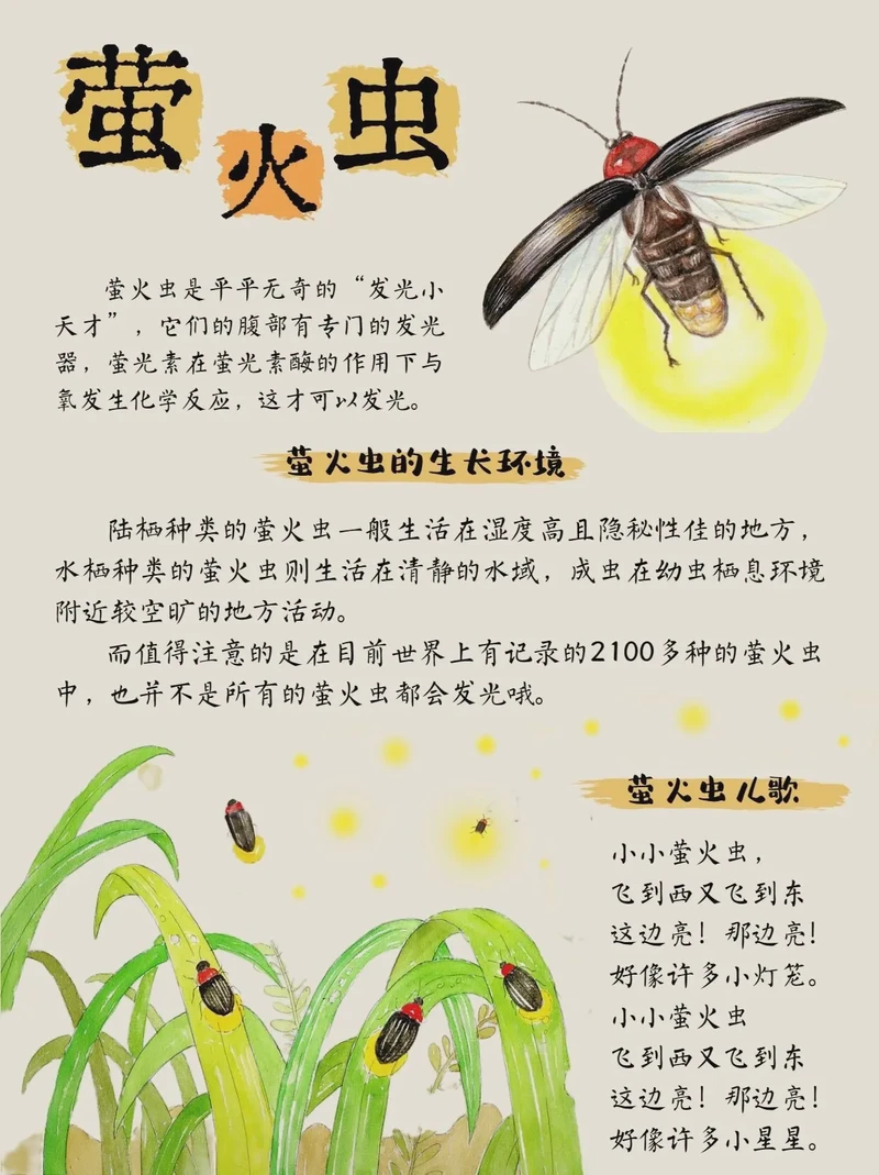夏日夜色·捉萤火虫的奇幻之旅
