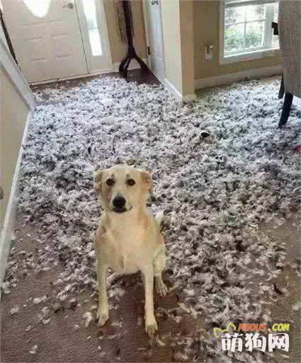 被小狗咬的日记—意外的疼，意外的暖