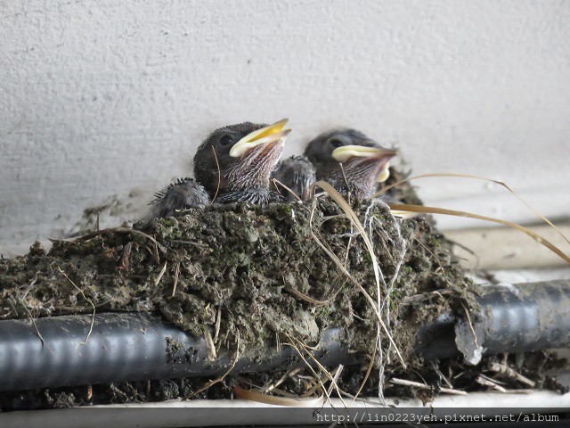 今天,小燕子又飞回来了? 今天,小燕子又飞回来了?