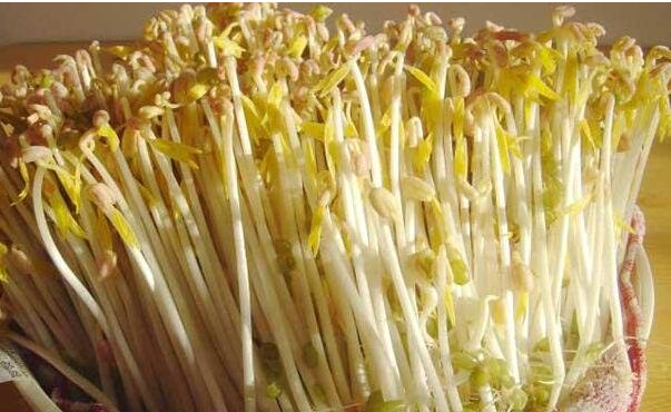 豆芽日记：今天它终于冒头了